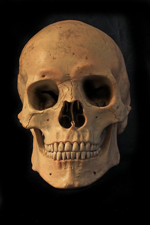 skull and crossbones skeleton skull