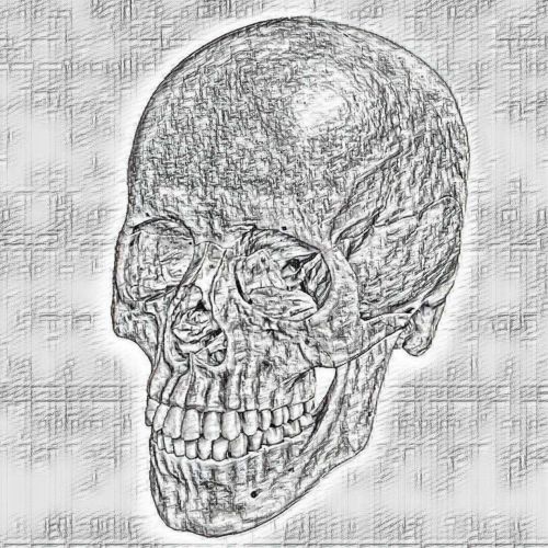 Skull Sketch