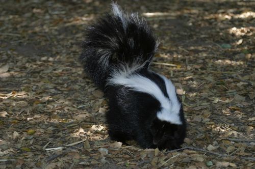 skunk wildlife portrait