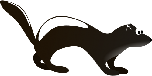 skunk black and white animal
