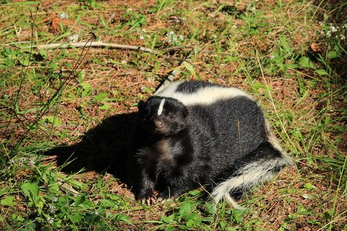 skunk  nature  animals