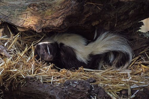 skunk  stinky  animal