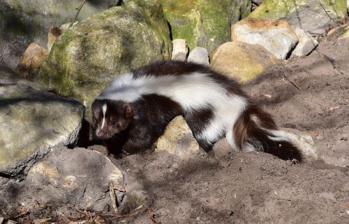 skunk mammal black and white