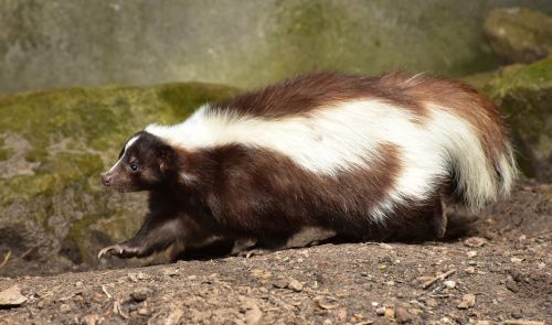 skunk mammal brown white