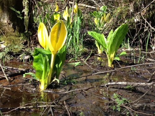 skunk cabbage marsh plant