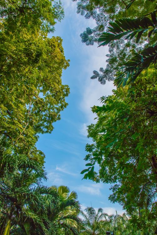 sky backlit shade