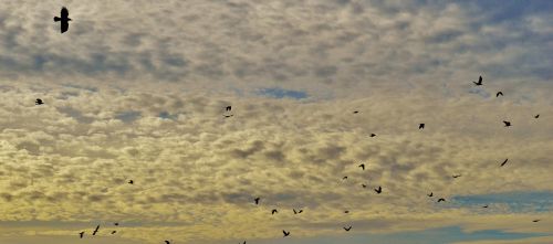 sky clouds birds