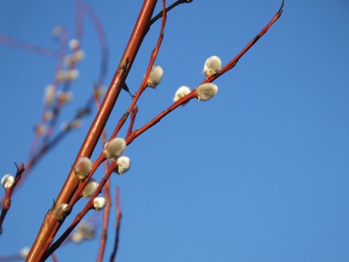 sky blue tree