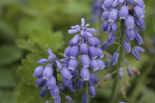 sky blue flower