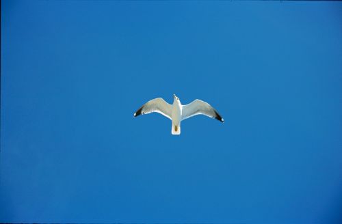 sky seagull blue