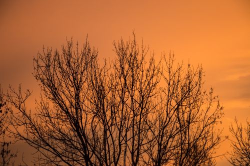 sky tree autumn