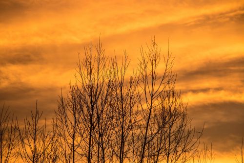 sky tree autumn