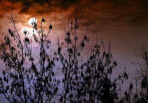 sky forest bush