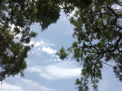 tree branches sky