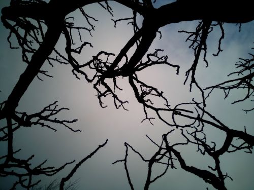sky branches dry