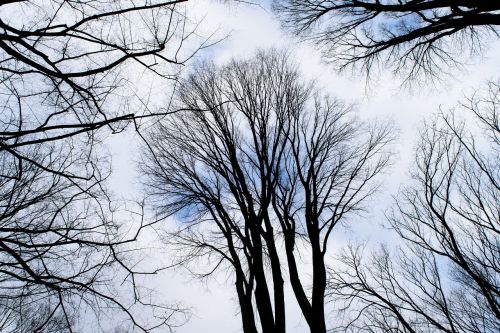 sky trees forest