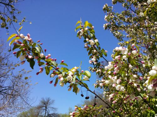 sky spring nature