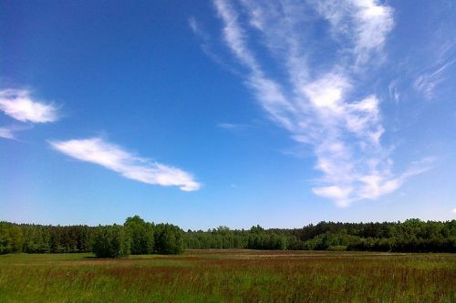 sky trees landscape