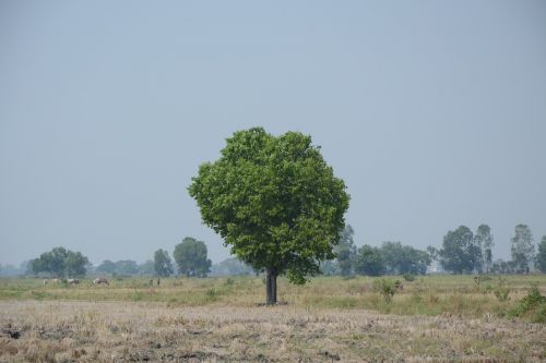 am lonely tree geography