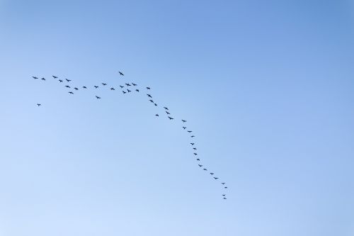sky migratory birds new
