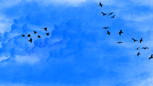 sky bird flock of birds