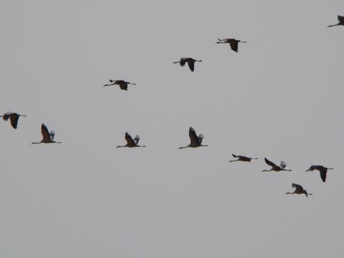 sky cranes spain