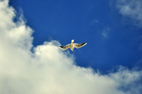 sky bird france