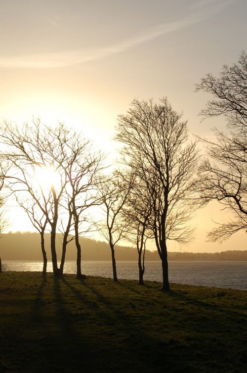 sky sunset trees