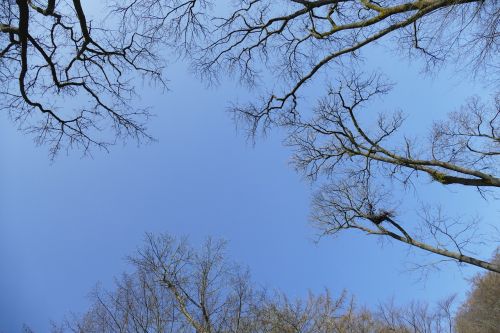 sky idyllic forest