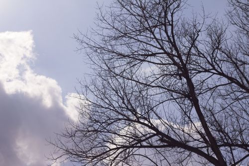 sky tree morning