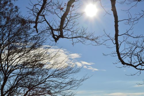 sky sun trees