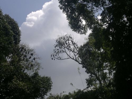 sky clouds trees