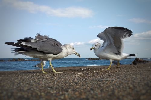 sky sea beach