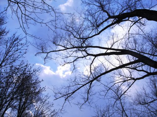 sky trees perspective