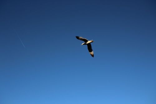 sky bird flying