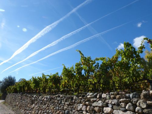 sky vineyard wall