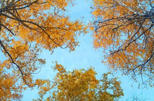 sky autumn birch