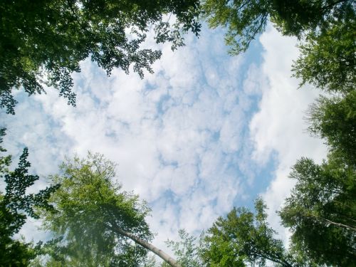 sky trees clouds