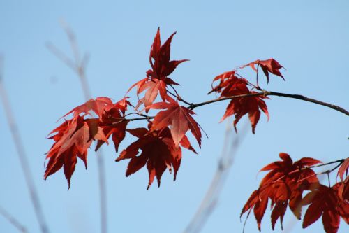 sky blue autumn