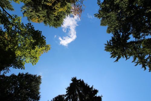 sky cloud wood