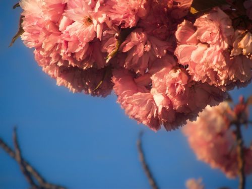 sky blue flower