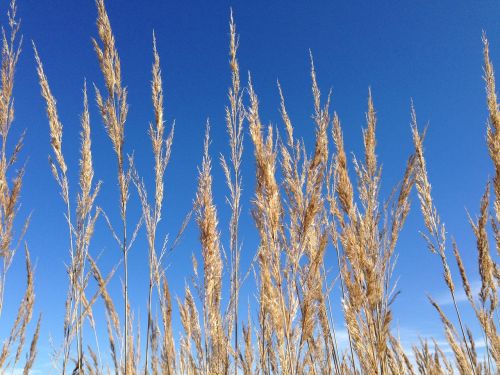 sky blue grasses