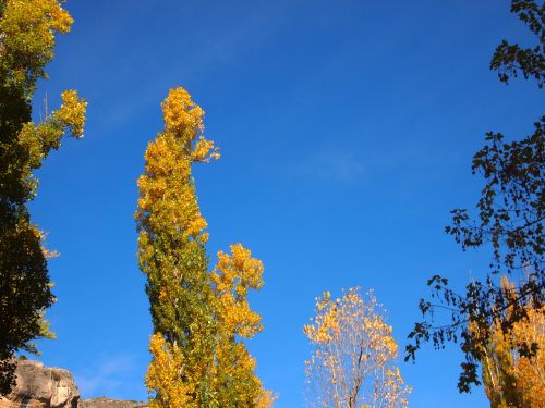 sky and trees