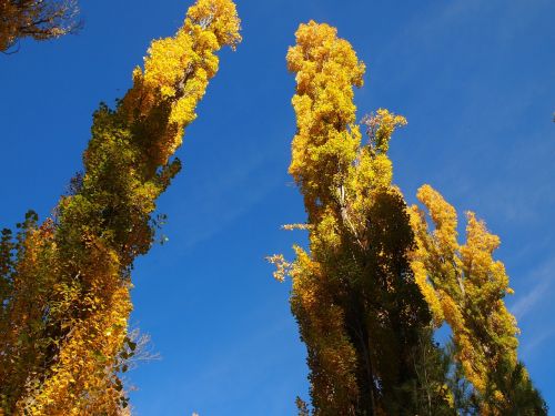 sky blue poplar