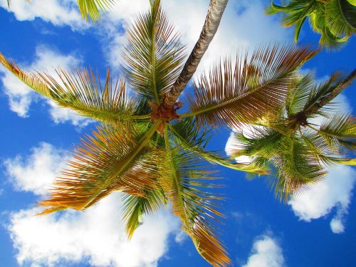 sky palm tree