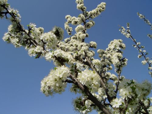 sky spring flowers