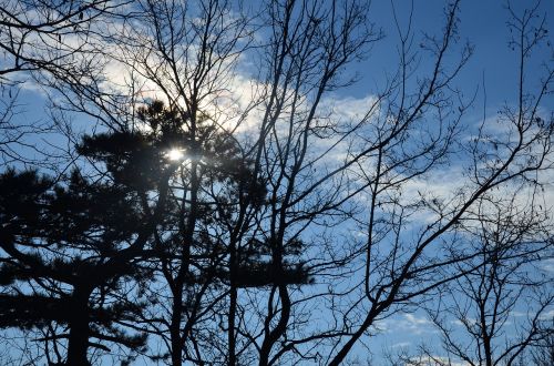 sky tree nature