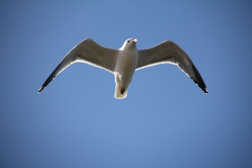 sky seagull bird