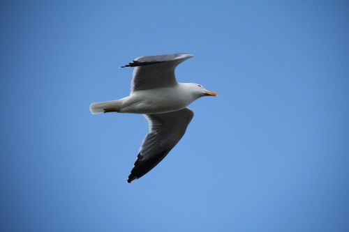 sky seagull bird