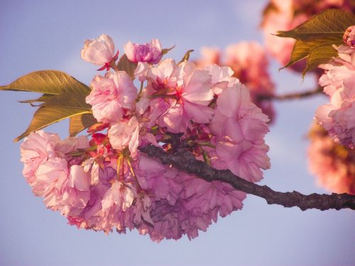 sky blue flower